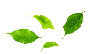 beyaz arkaplanda yeşil yapraklar