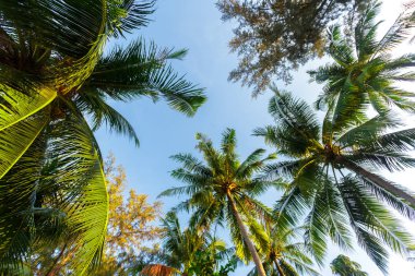 gökyüzü arka plan üzerine Hindistan cevizi hurma ağacı