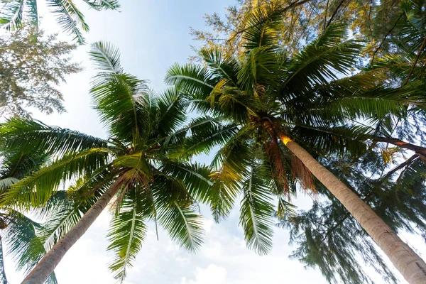 Palmeira Coco Fundo Céu — Fotografia de Stock