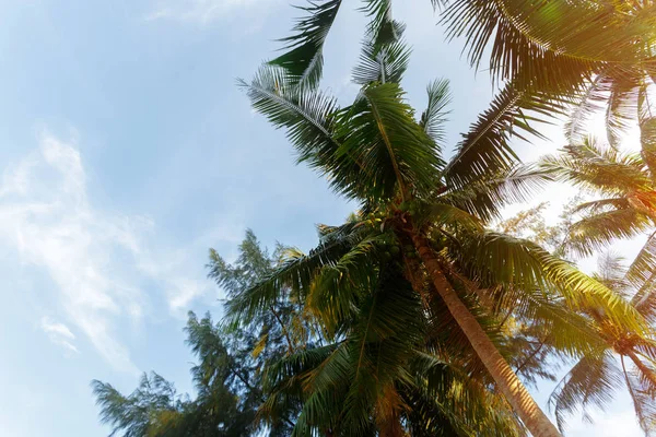Coconut Palm Tree Sky Background — Stock Photo, Image