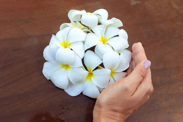 Kwiat Plumerii Kobiecej Dłoni — Zdjęcie stockowe