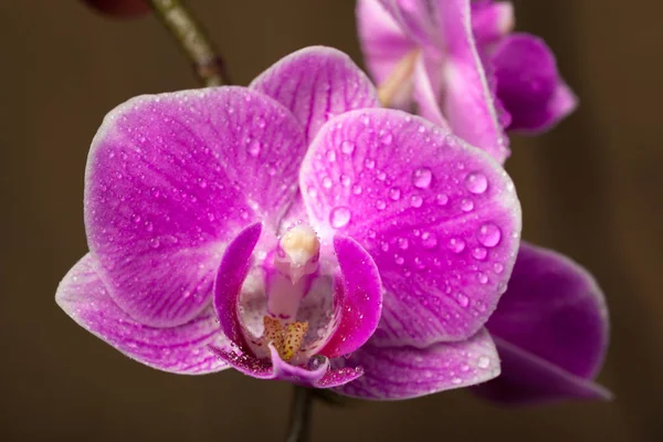 Purple Orchid Close Stock Image