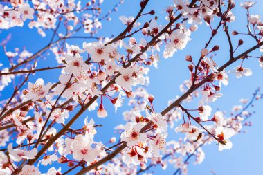 Ağaç bahar kiraz çiçeklenme görünümü Kapat