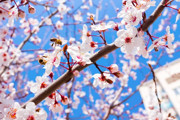 Blick Auf Die Blütezeit Des Frühlings Kirschbaums — Stockfoto