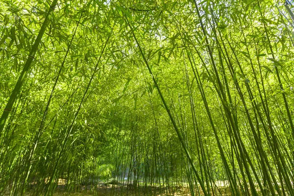 Красивый Вид Зеленые Свежие Бамбуковые Деревья — стоковое фото