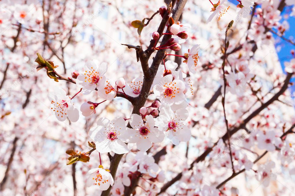 Close view of spring cherry tree blooming