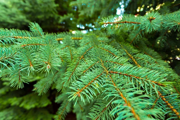 Vue Rapprochée Des Branches Conifères — Photo