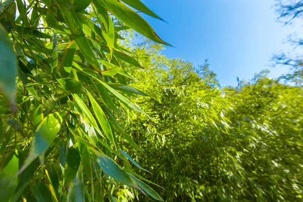 Malebný Pohled Zelených Čerstvých Bambusů — Stock fotografie