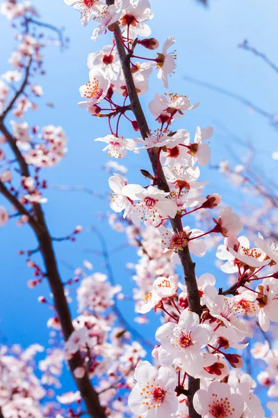 Крупним Планом Вид Весняного Цвітіння Вишні — стокове фото