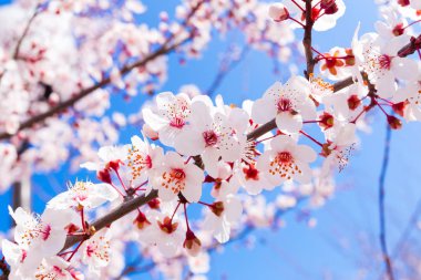 Paskalya tema. Tatil kutlama kavramı