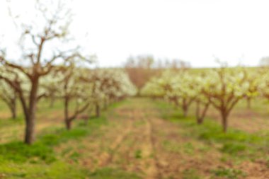 bulanık arka plan doğa