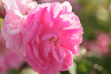 pembe gül closeup alan arka plan üzerinde