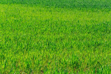 Genç yeşil alan bahar