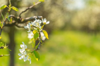 İlkbaharda çiçek açan ağaçlar görünümü Kapat 