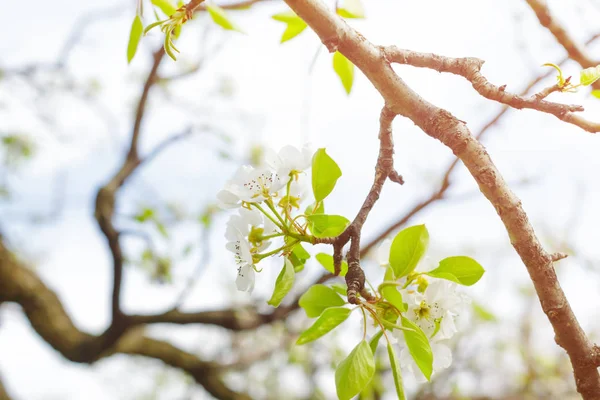 Stäng Blommande Träd Våren — Stockfoto