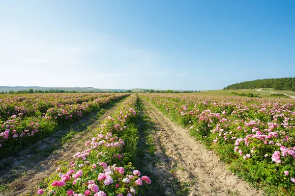 Field of roses nature view