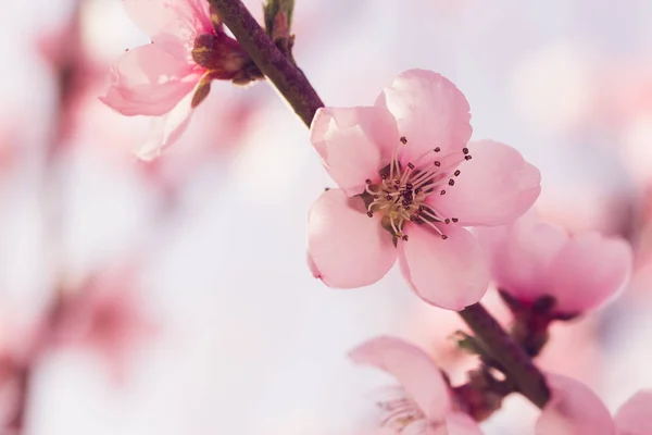 Весняна Ялинка Рожевими Квітами — стокове фото