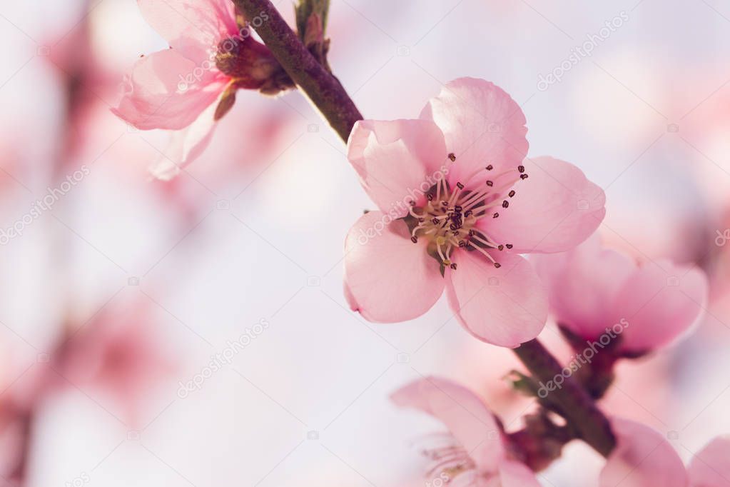 spring tree with pink flowers 