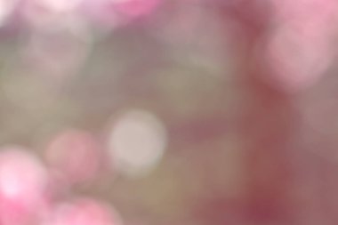 Pembe bahar arka plan bulanık