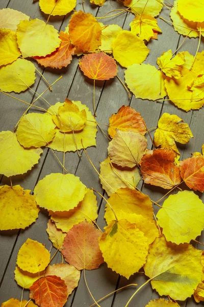Kolorowych Liści Jesienią Drewno Tło Kopia Miejsce — Zdjęcie stockowe