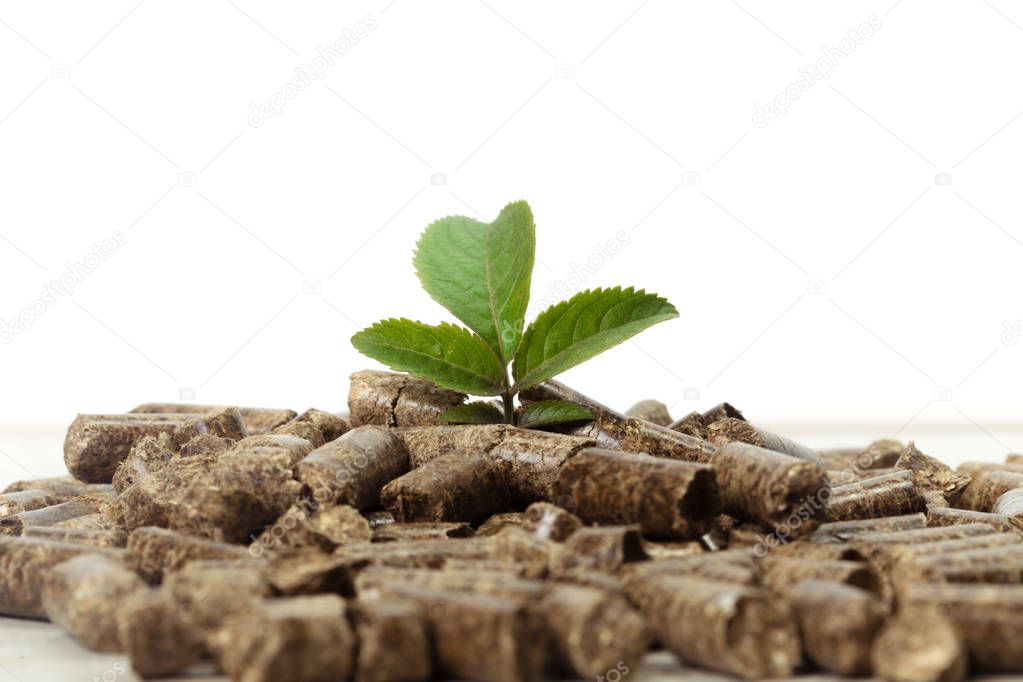 Green leaves on solid wooden pellets background