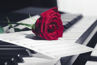 piyano ile kırmızı gül