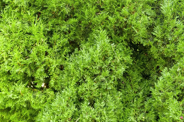 Uitzicht Het Park Met Verse Groene Gebladerte — Stockfoto