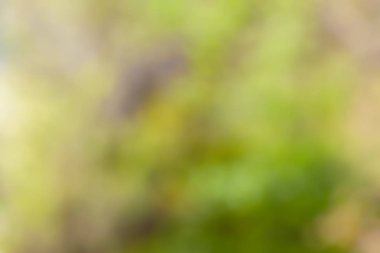 bulanık genç bush dalları taze yeşil yaprakları ile