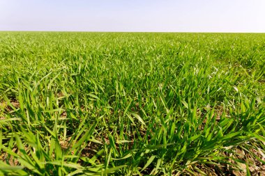 Genç yeşil alan bahar