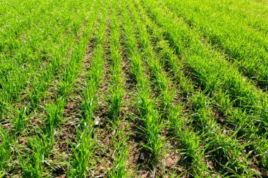 Genç yeşil alan bahar