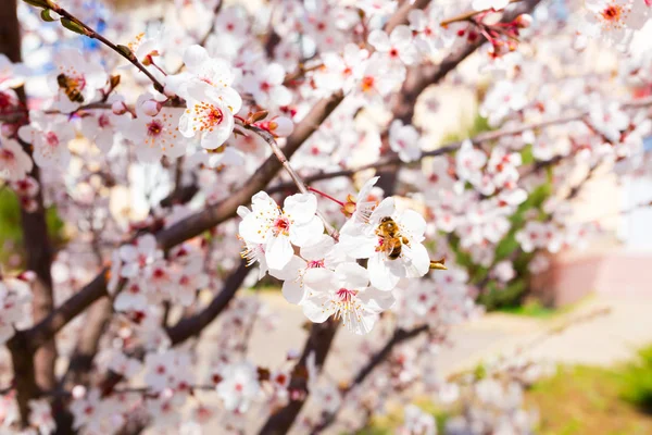 Весняне Цвітіння Фоні Крупним Планом — стокове фото