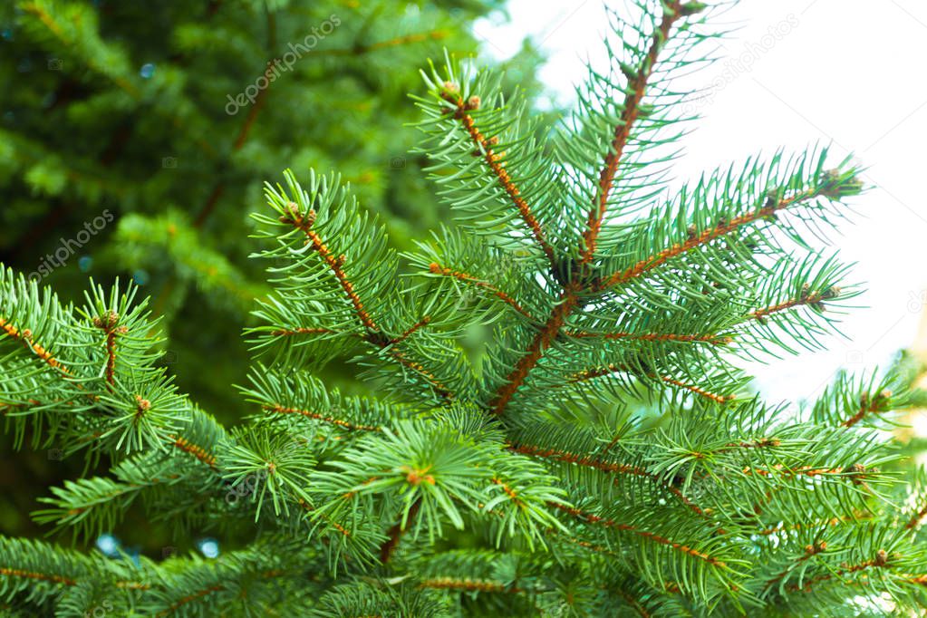 Close view of branches of coniferous tree