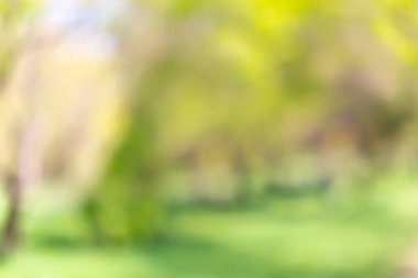 Bulanık park, canlı yeşil doğal arka plan