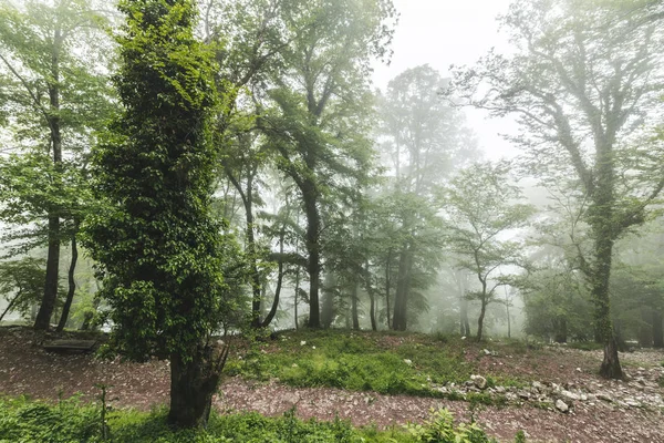 Великолепный Зеленый Пейзаж Туманного Дерева — стоковое фото