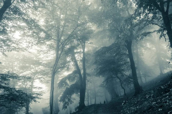 Великолепный Зеленый Пейзаж Туманного Дерева — стоковое фото