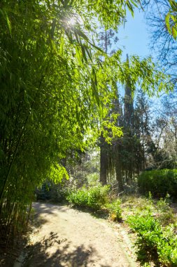 Bambu ağaçları doğa görünümü 