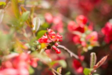 Bulanık park, canlı yeşil doğal arka plan