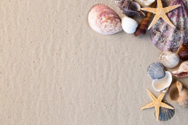 deniz kabukları arka plan olarak kum ile yakından görmek