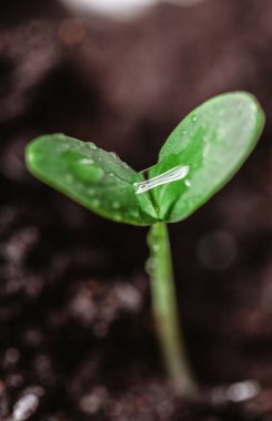 toprakta genç Fideler, yakın çekim