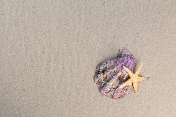 Nahaufnahme Von Muscheln Mit Sand Als Hintergrund — Stockfoto