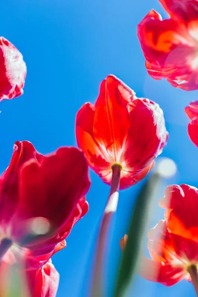 Red Tulips Beautiful Bouquet Background — Stock Photo, Image