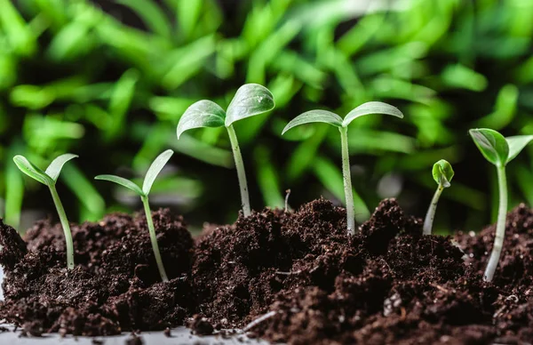 土壌中の若い芽のクローズ アップ — ストック写真