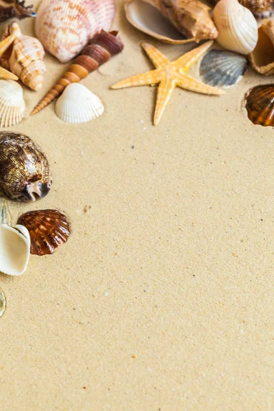 Морские Ракушки Песке Концепция Путешествия — стоковое фото
