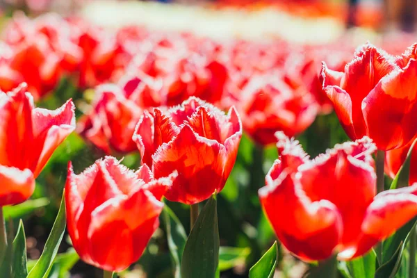 Червоні Тюльпани Красивим Фоном Букета — стокове фото