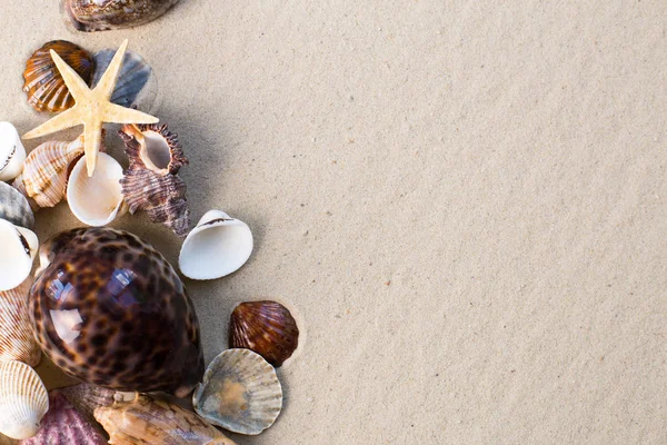 Γκρο Πλαν Θέα Θάλασσα Κελύφη Άμμο Φόντο — Φωτογραφία Αρχείου