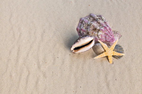 Vista Ravvicinata Conchiglie Marine Con Sabbia Come Sfondo — Foto Stock