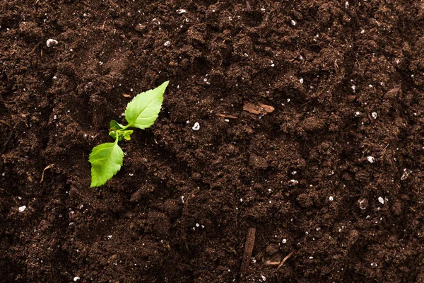 Tohum yeşili bitki yüzey üstü görünümü desenli arkaplan