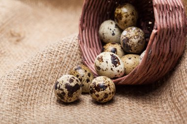 taze bıldırcın yumurtası ahşap plaka yakından görmek 