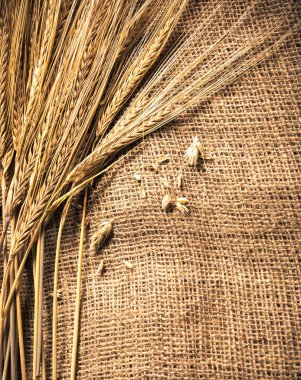 kulakları buğday bir çul arka planda görmek 