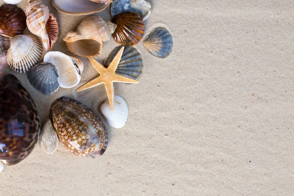 Close View Sea Shells Sand Background — Stock Photo, Image